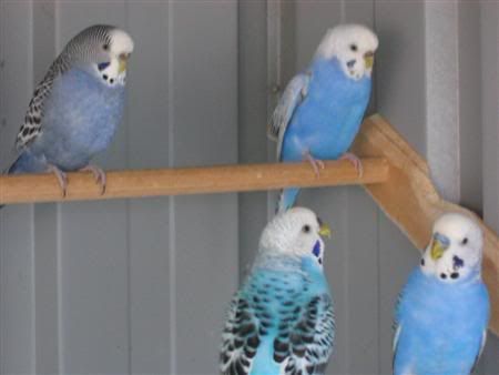 August72007-aviarybirds028Custom.jpg