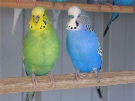 August72007-aviarybirds051Custom.jpg