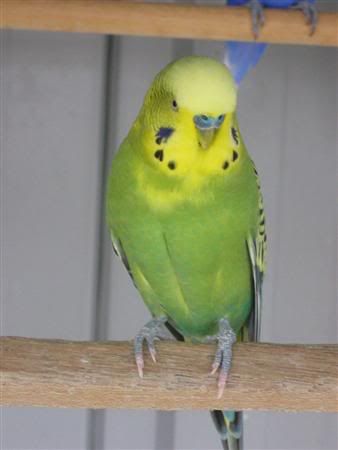 January12007-lotsofpets047Custom.jpg