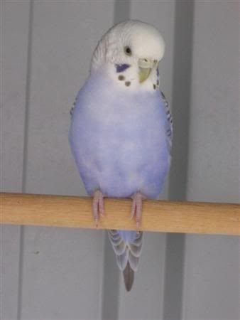 January12007-lotsofpets049Custom.jpg