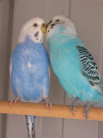 January12007-lotsofpets050Custom.jpg