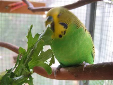 March12007-aviarybirds005.jpg