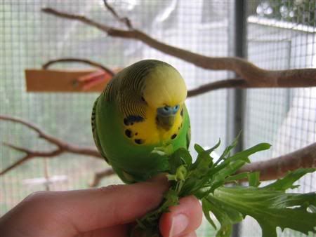 March12007-aviarybirds012.jpg