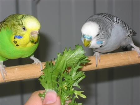 March12007-aviarybirds022.jpg