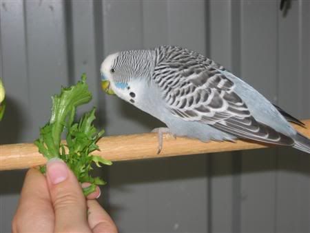 March12007-aviarybirds028.jpg