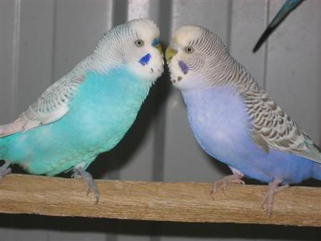 March12007-aviarybirds040.jpg