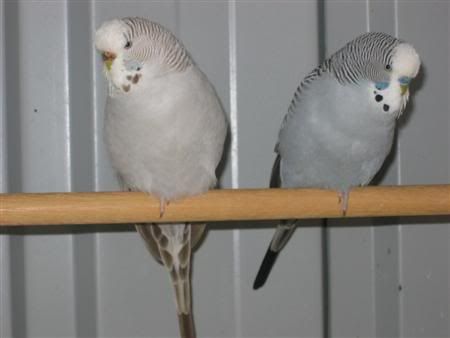 March12007-aviarybirds047.jpg