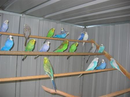 March12007-aviarybirds050.jpg