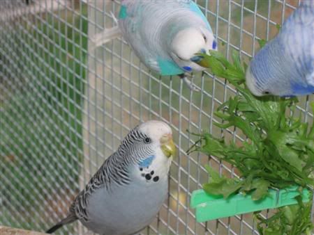 March12007-aviarybirds058.jpg