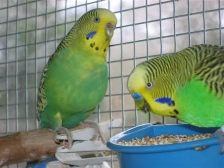 March12007-aviarybirds063.jpg