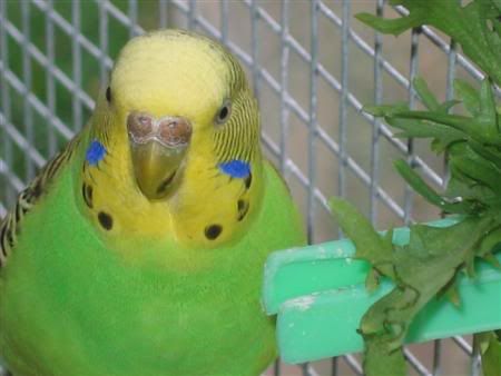 March12007-aviarybirds066.jpg