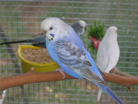 March12007-aviarybirds072.jpg