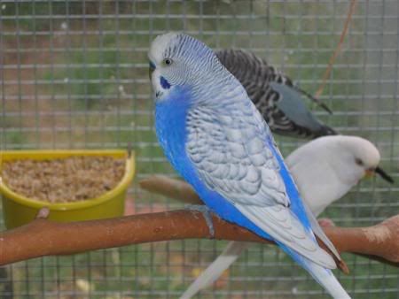 March12007-aviarybirds074.jpg