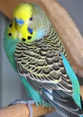 September182007-aviarybirds009Custo.jpg