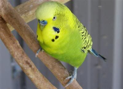 September182007-aviarybirds010Custo.jpg