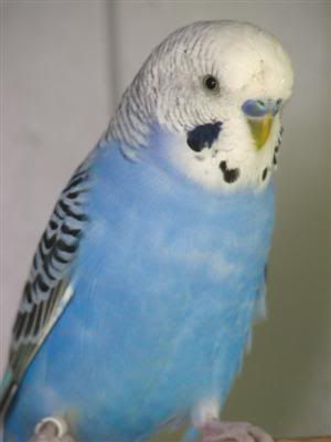 September182007-aviarybirds050Custo.jpg