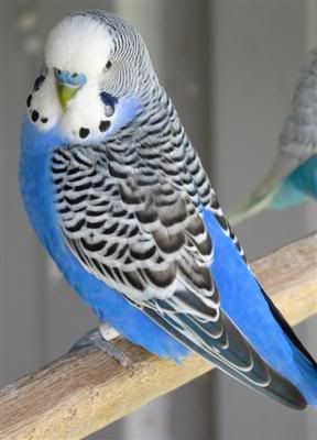 September182007-aviarybirds077Custo.jpg