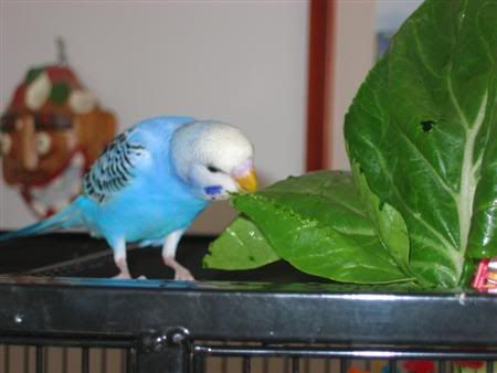 April22007-veggiesnack001Custom.jpg