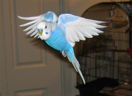 August302007-birdies017Custom.jpg