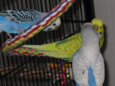 December112007-pets001Custom.jpg