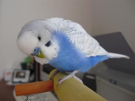December112007-pets012Custom.jpg