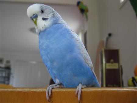 December112007-pets023Custom.jpg