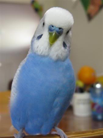 December112007-pets031Custom.jpg