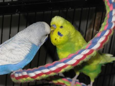 December142007-pets048Custom.jpg