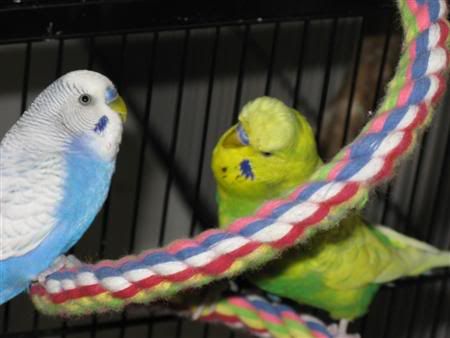 December142007-pets049Custom.jpg
