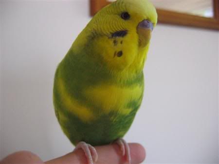 February202007-birdies028Custom.jpg