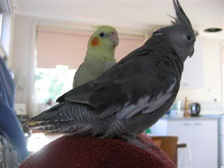 February82007-birdies005Custom.jpg