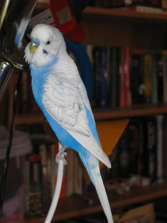 January112007-bwpets005Custom.jpg
