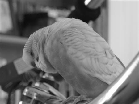 January112007-bwpets014Custom.jpg
