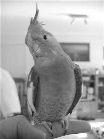 January112007-bwpets017Custom.jpg