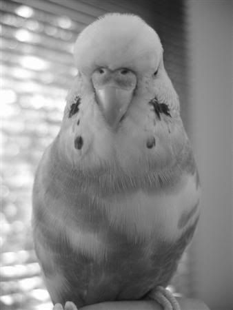 January112007-bwpets029Custom.jpg