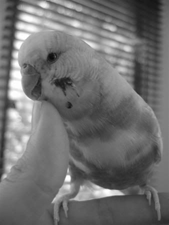 January112007-bwpets031Custom.jpg
