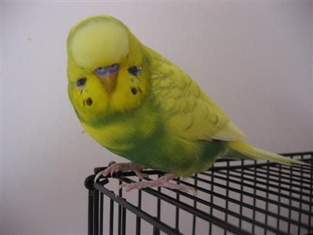 January12007-lotsofpets002Custom.jpg