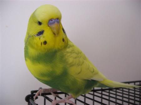 January12007-lotsofpets004Custom.jpg