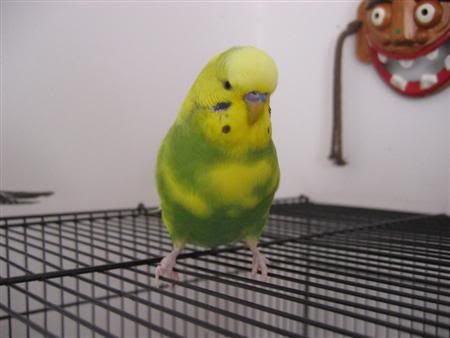 January12007-lotsofpets007Custom.jpg