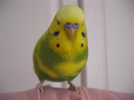 January12007-lotsofpets030Custom.jpg