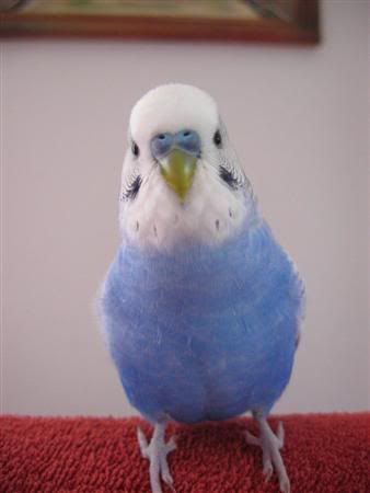 January12007-lotsofpets039Custom.jpg