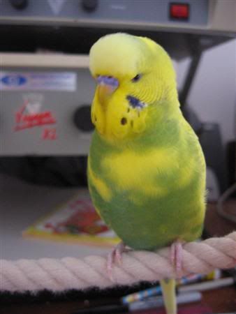 January12007-lotsofpets077Custom.jpg