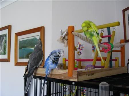 Budgie Bed