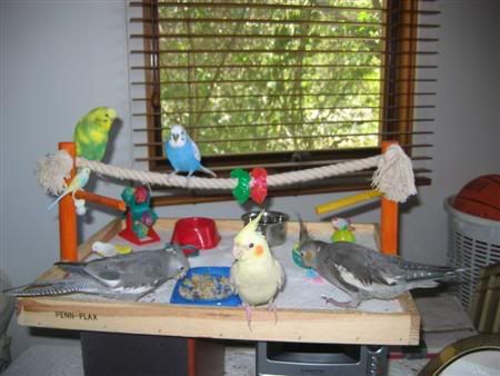 January162007-birdsgalore002Custom.jpg
