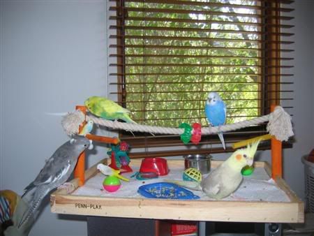 January162007-birdsgalore024Custom.jpg