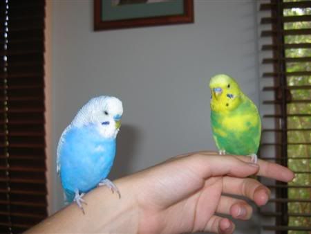 January162007-birdsgalore035Custom.jpg