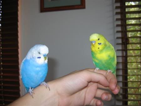 January162007-birdsgalore036Custom.jpg