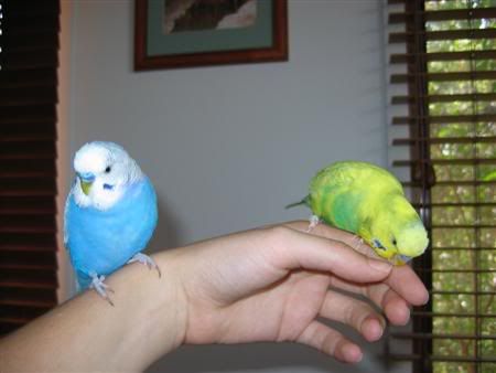 January162007-birdsgalore037Custom.jpg