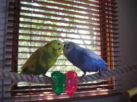 January162007-birdsgalore064Custom.jpg