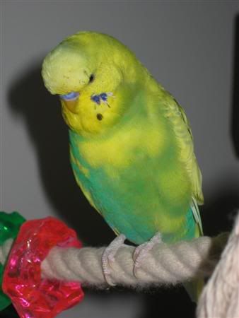 January162007-pets011Custom.jpg